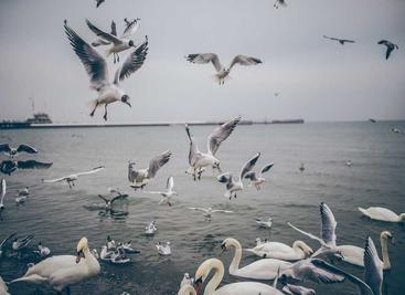 免费天龙八部自动材料加工