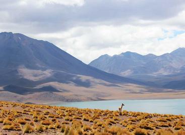 免费天龙八部自动材料加工