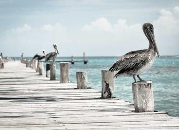 图片批量下载工具1.2